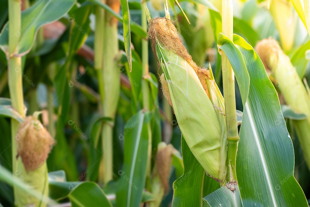 Sementes de milho doce e folhas verdes no campo de milho, aguardando a colheita.