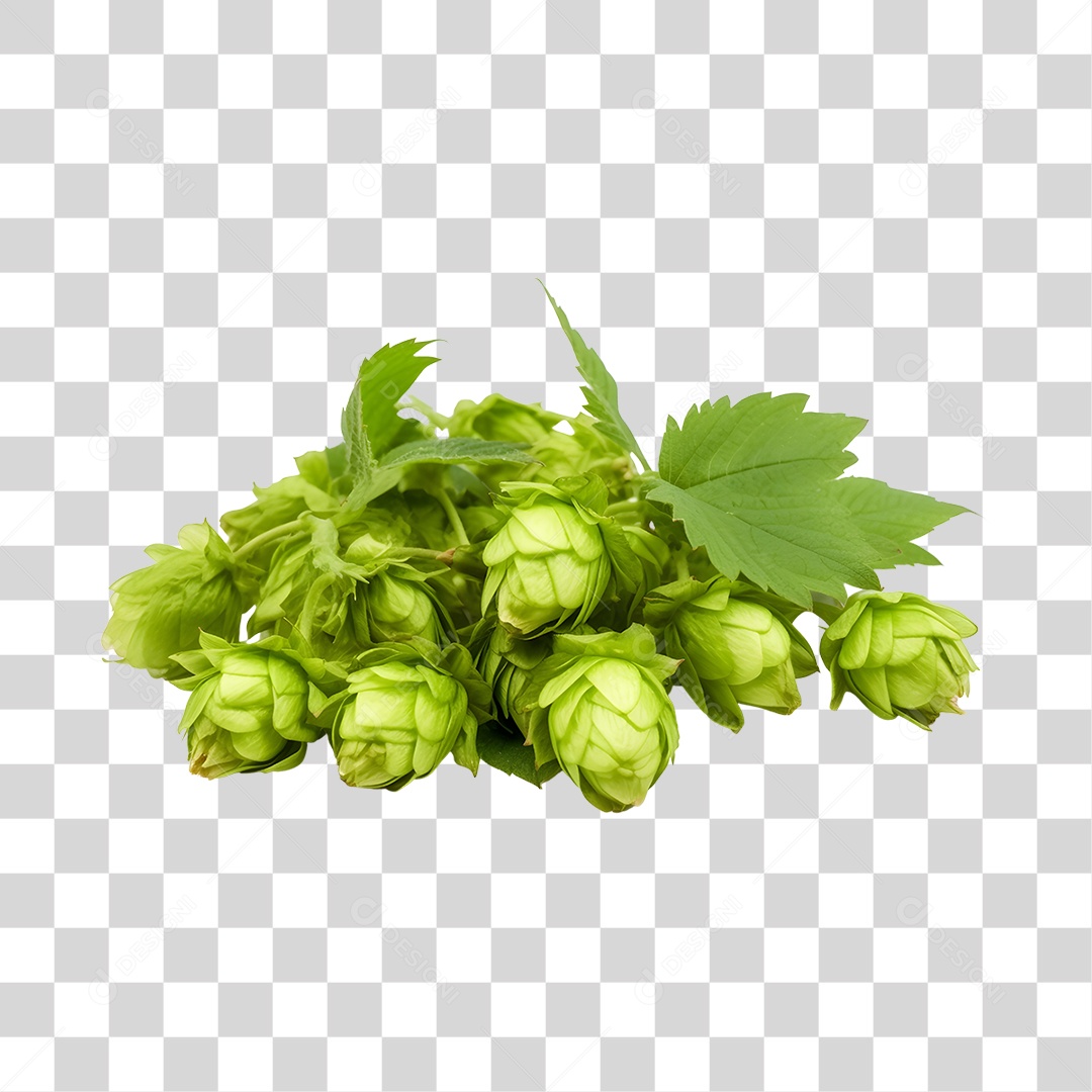 Ramo de Lúpulo verde fresco PNG Transparente