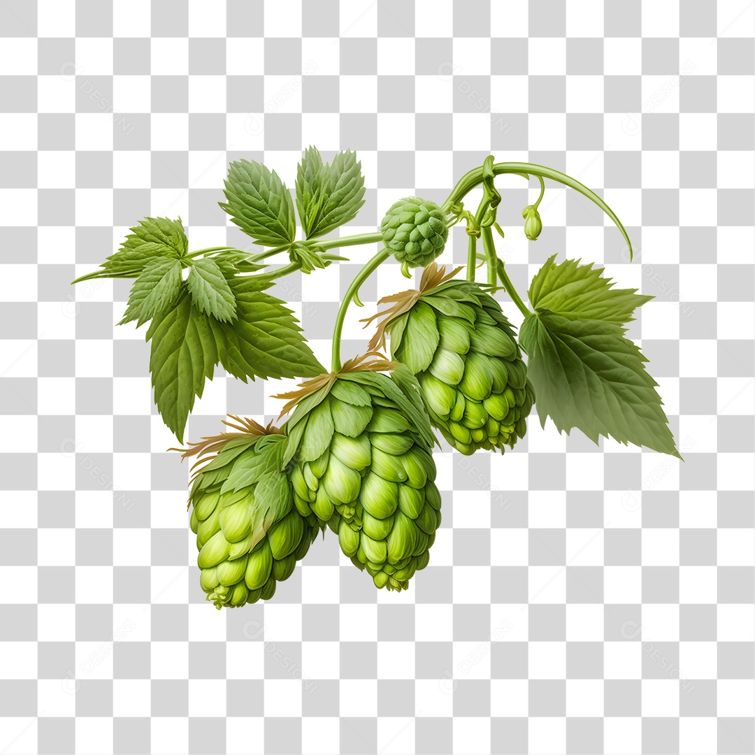 Ramo de Lúpulo verde fresco PNG Transparente