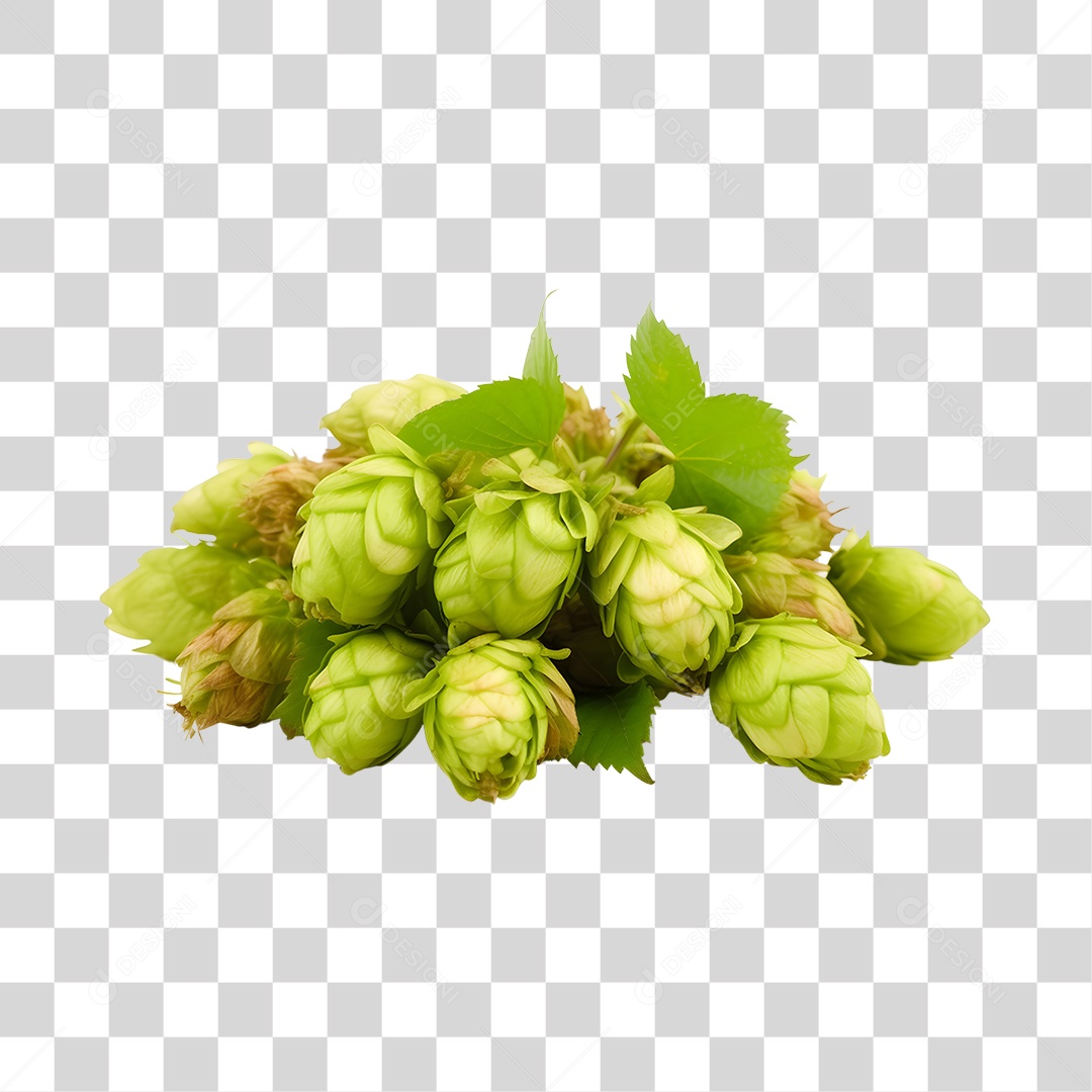 Ramo de Lúpulo verde fresco PNG Transparente