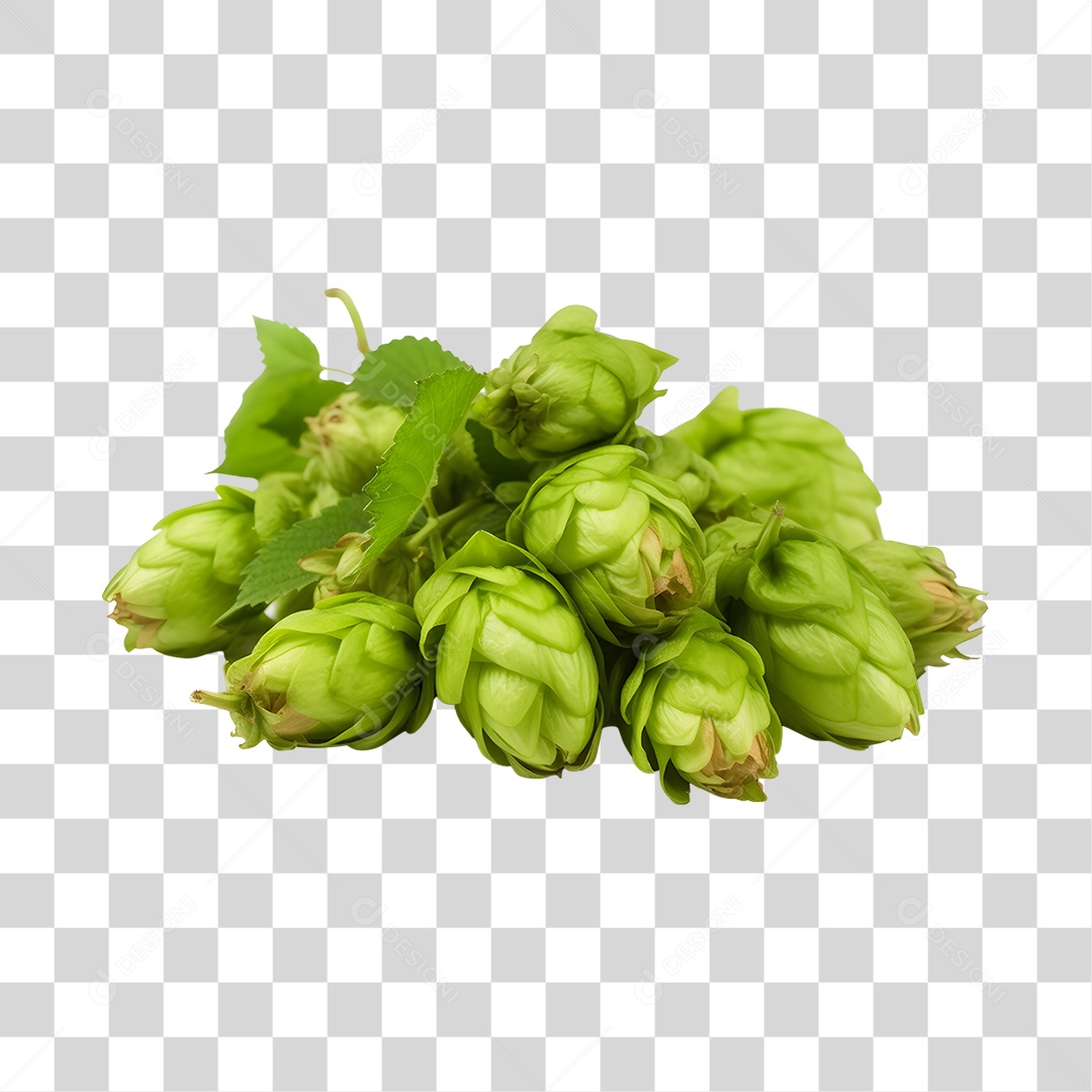 Ramo de Lúpulo verde fresco PNG Transparente