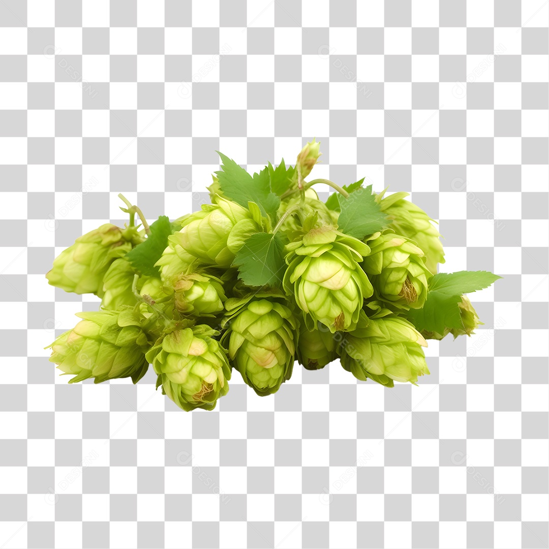 Ramo de Lúpulo verde fresco PNG Transparente