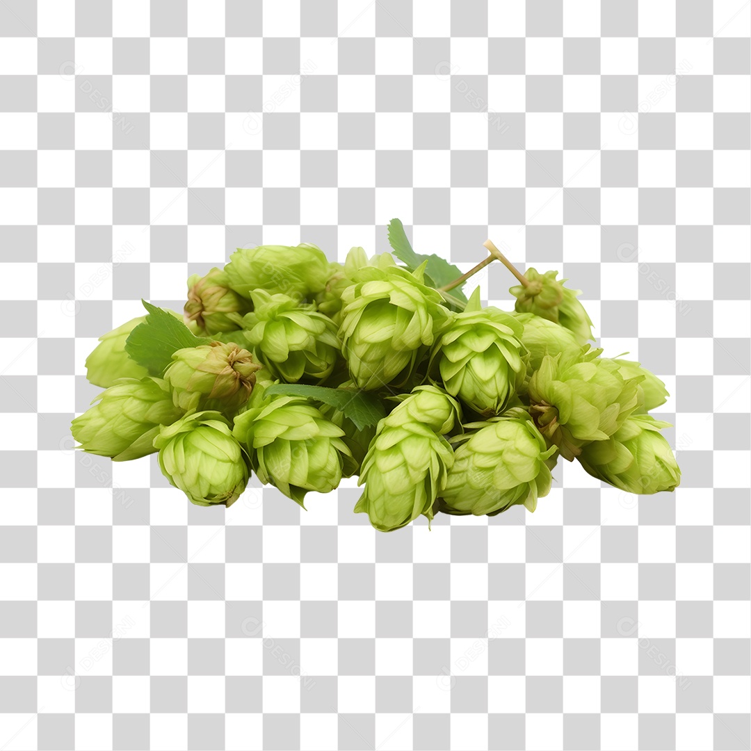 Ramo de Lúpulo verde fresco PNG Transparente
