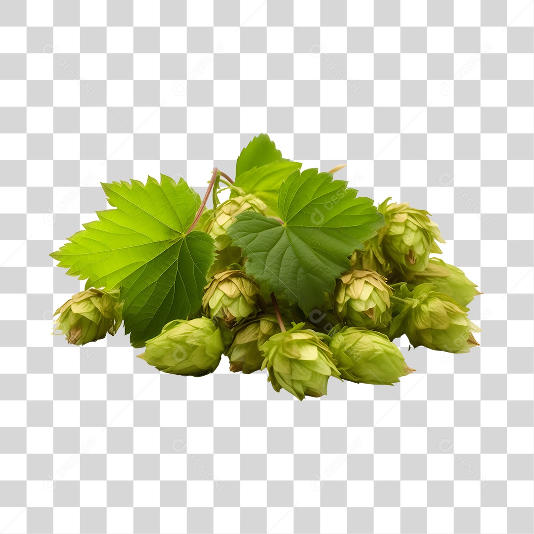 Ramo de Lúpulo verde fresco PNG Transparente