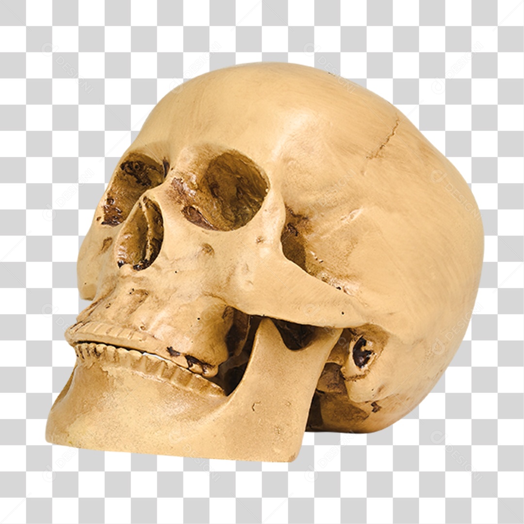 Caveira Humana PNG Transparente