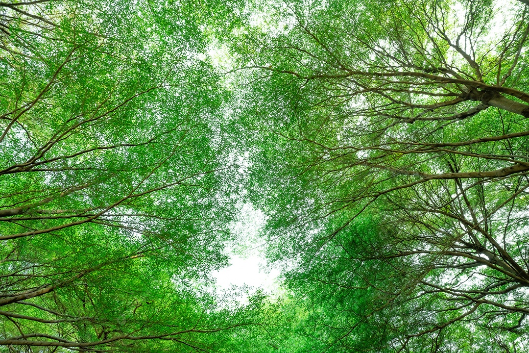 Vista inferior da árvore com folhas verdes e galhos