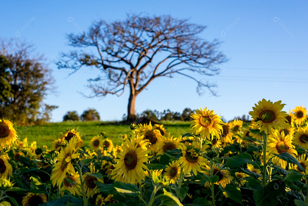 Linda plantação de girassol, campo de girassol com árvore caducifólia ao fundo