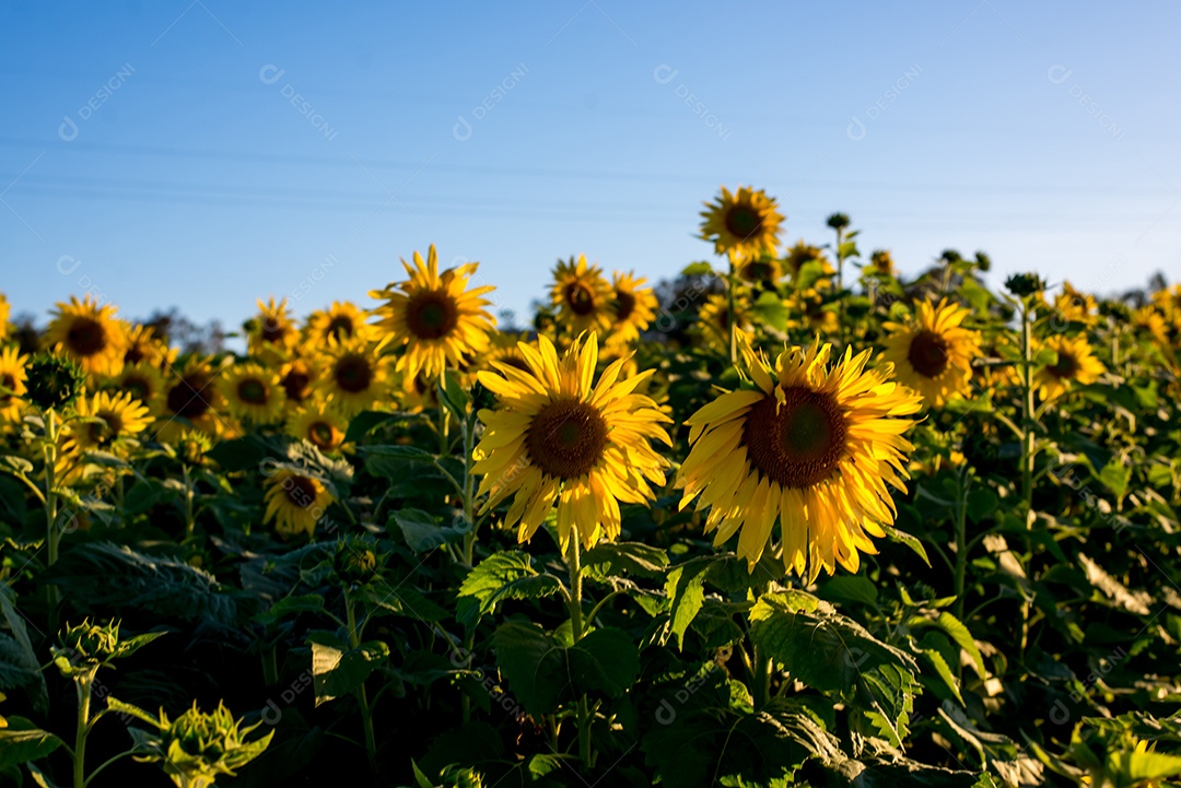 Linda plantação de girassol, campo de girassol com árvore caducifólia ao fundo