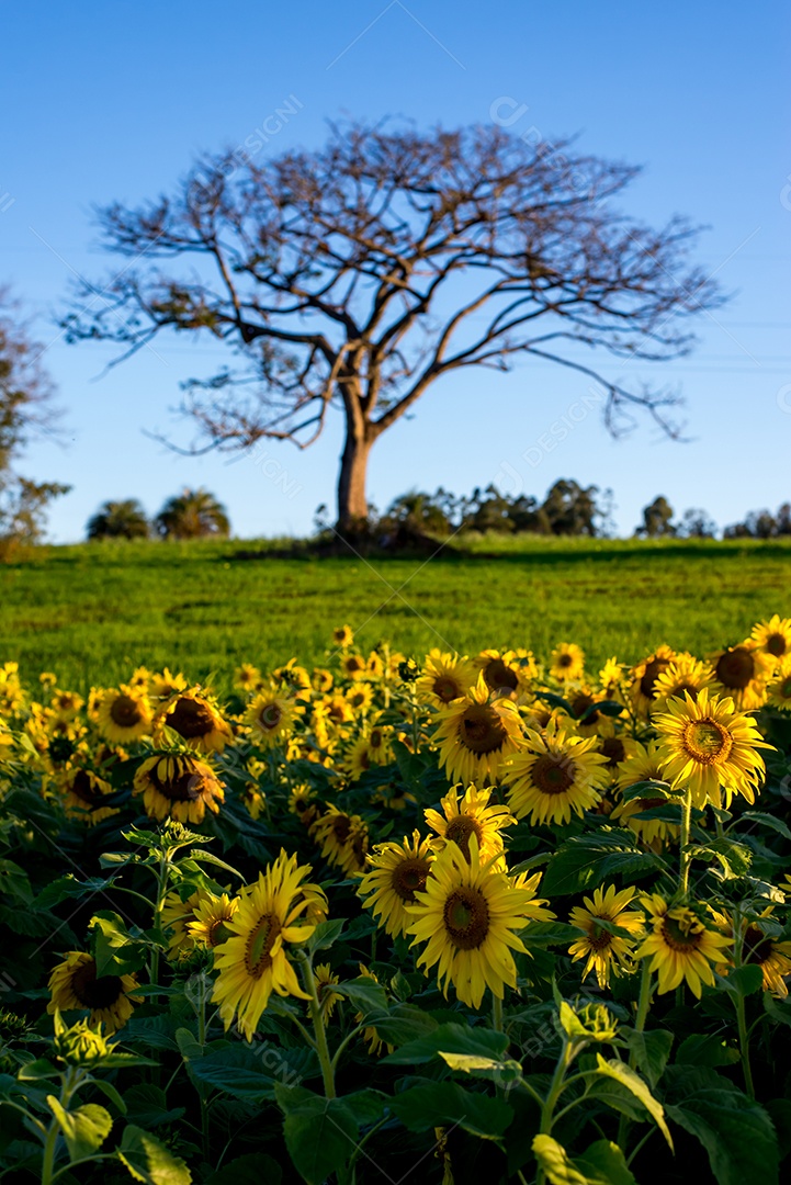 Linda plantação de girassol, campo de girassol com árvore caducifólia ao fundo