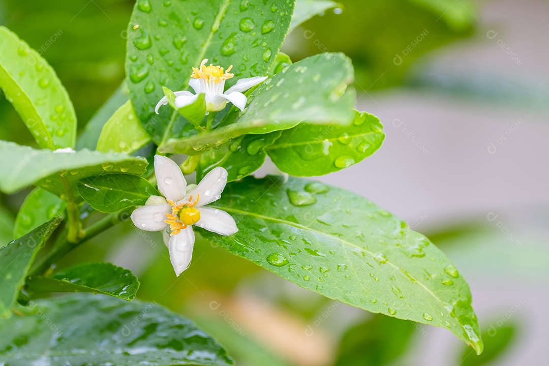 Flores frescas de limão com gota dágua na manhã, flor de limão na árvore entre folhas verdes fundo desfocado