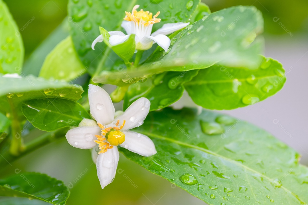 Flores frescas de limão com gota dágua na manhã, flor de limão na árvore entre folhas verdes fundo desfocado