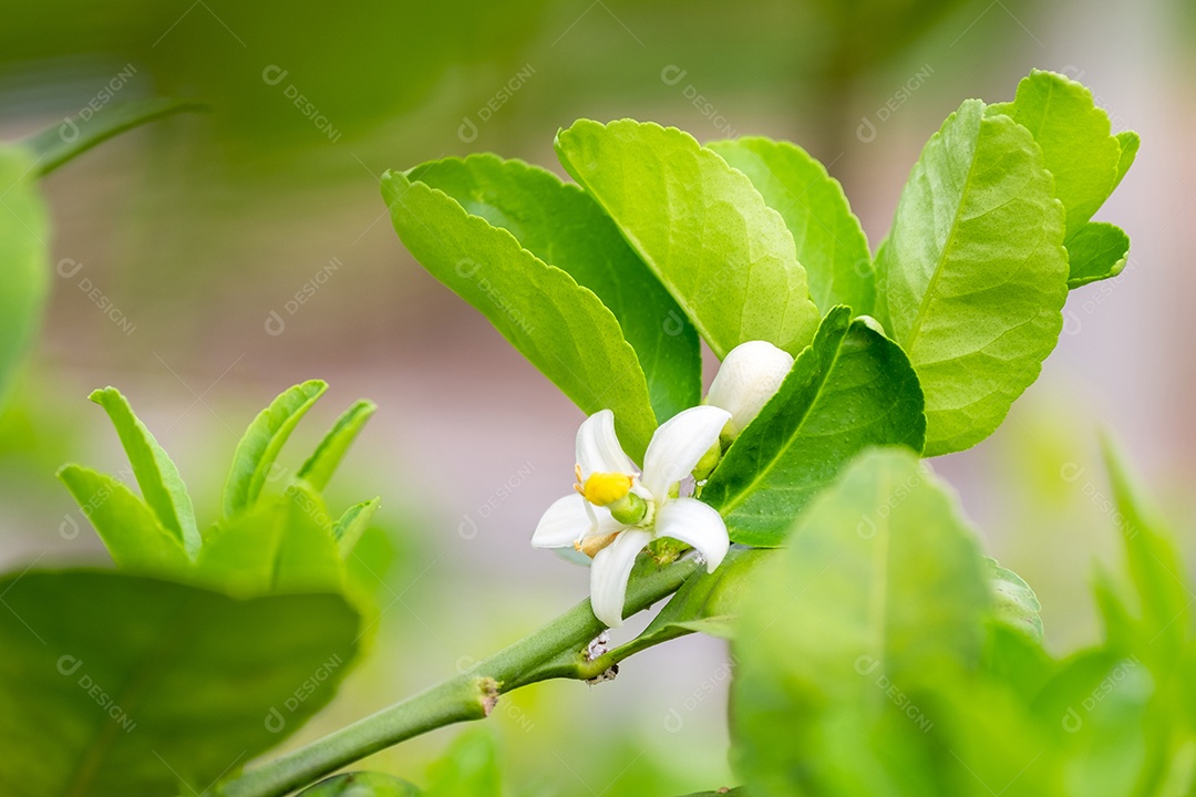 Flores frescas de limão com gota dágua na manhã, flor de limão na árvore entre folhas verdes fundo desfocado