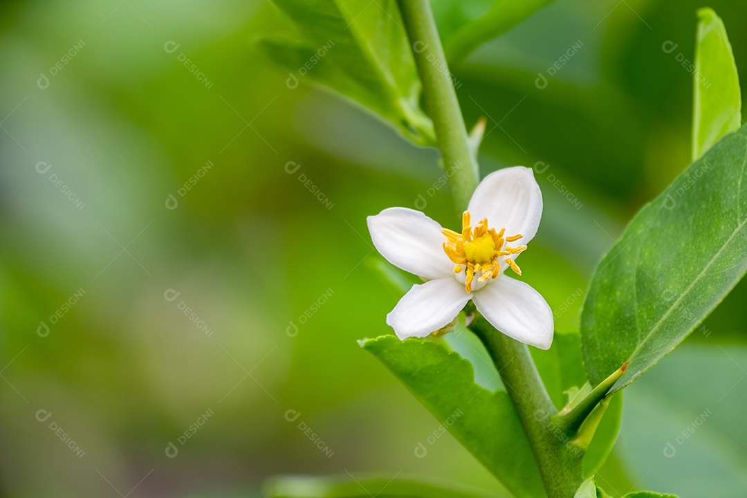 Flores frescas de limão com gota dágua na manhã, flor de limão na árvore entre folhas verdes fundo desfocado