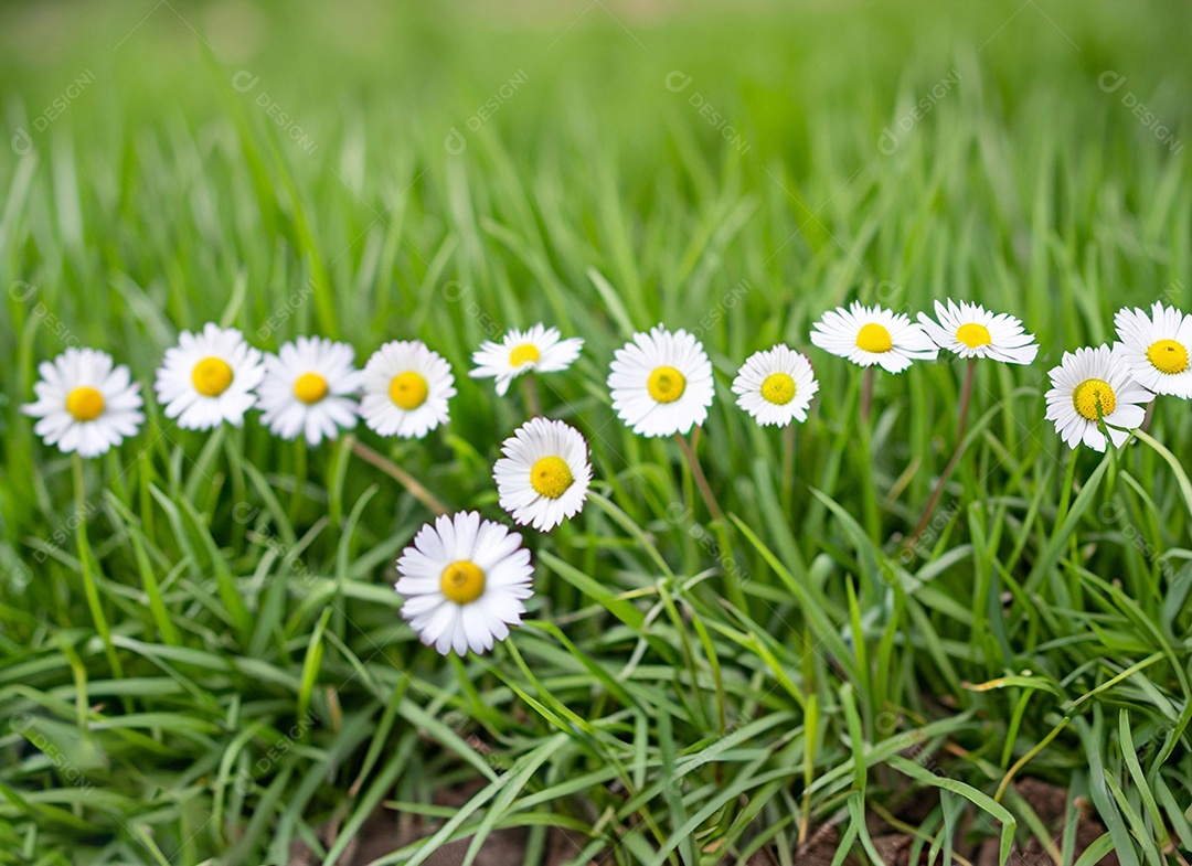 Campo de flores brancas