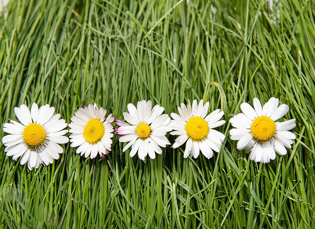 Campo de flores brancas