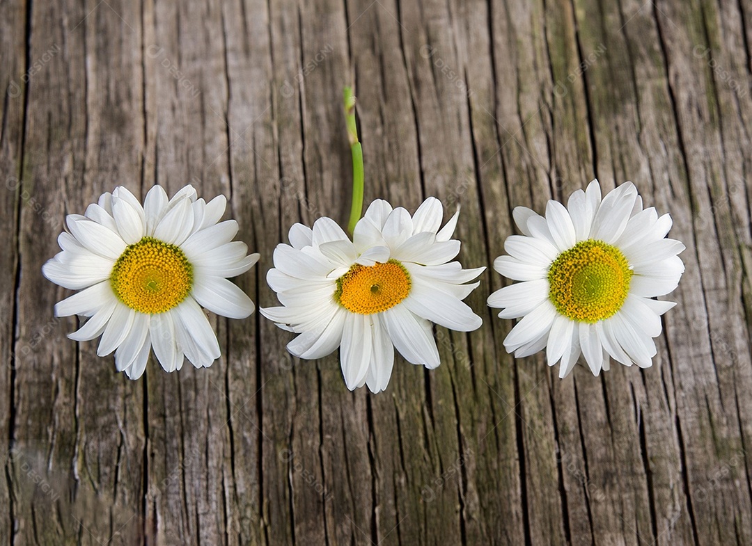 Flores brancas sobre a mesa de madeira