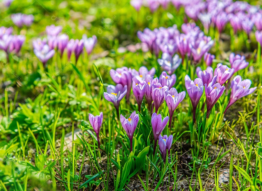 Campo de flores lilás