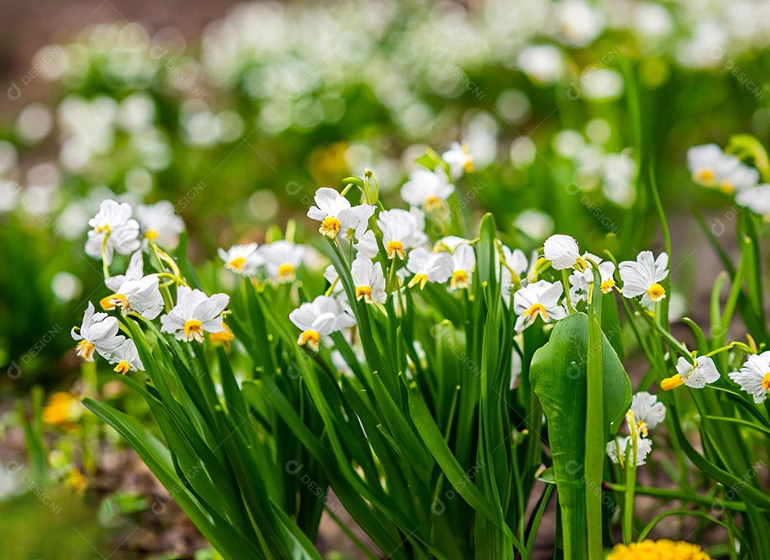 Campo de flores brancas