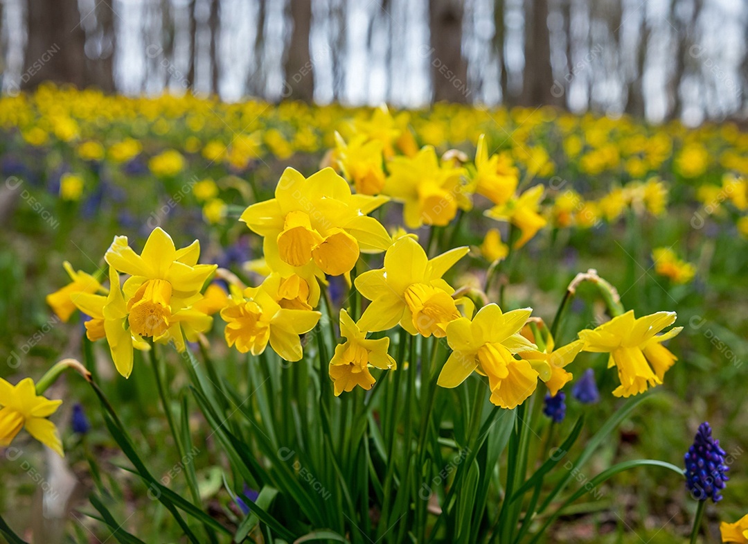 Campo de flores amarelas