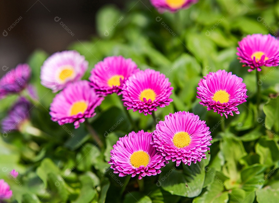 Campo de flores rosas