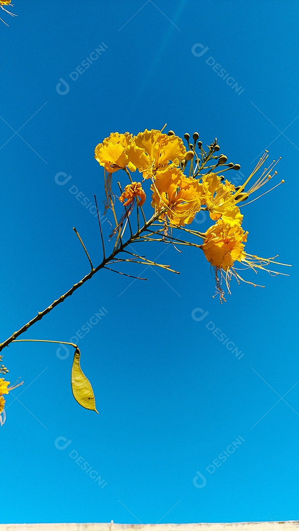 Flor amarela céu azul