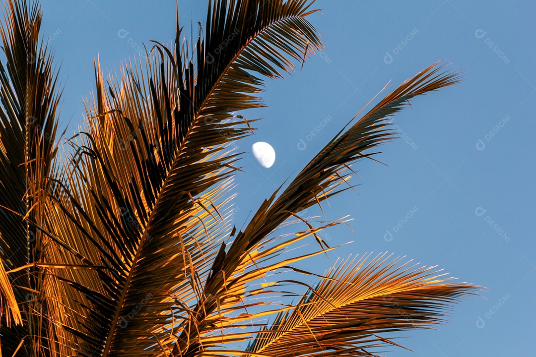 Vista da lua entre as palhas de um coqueiro