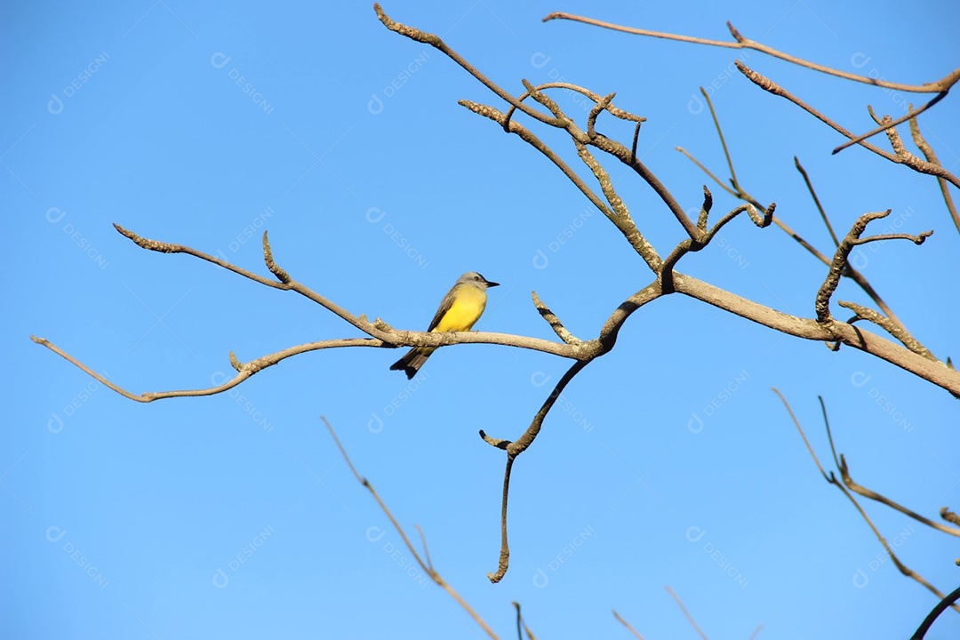Pássaro amarelo encima do galho