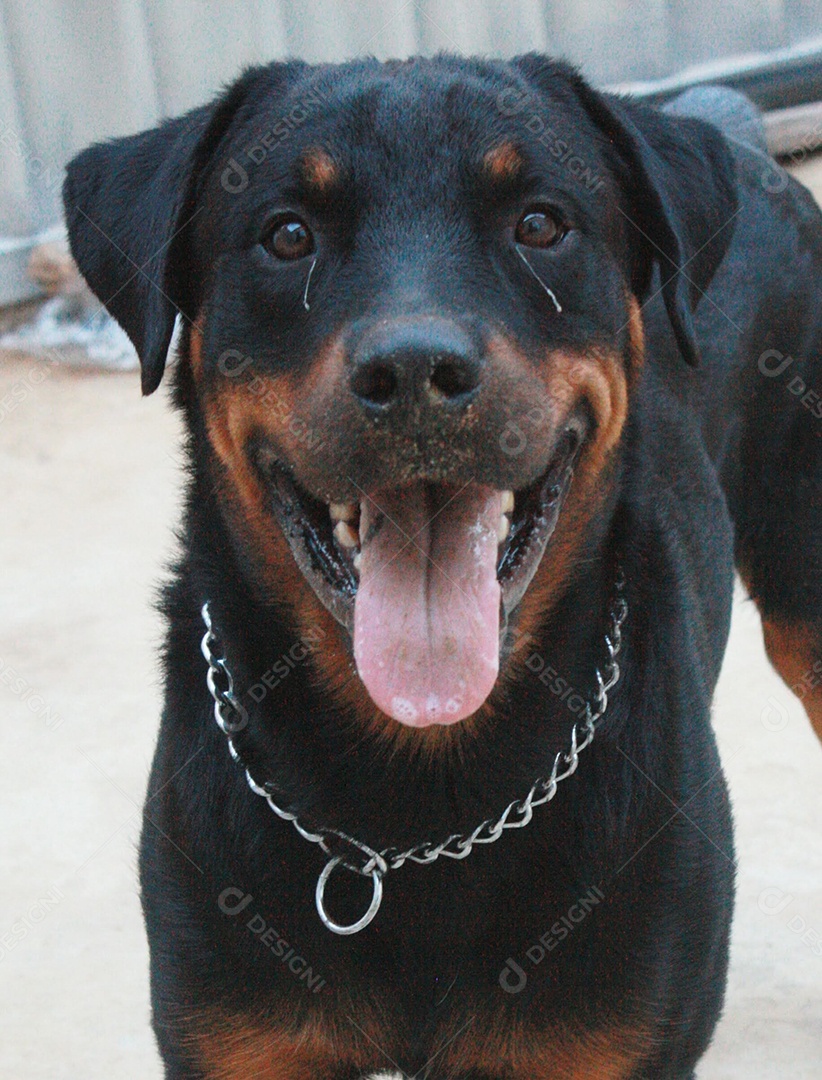 Cachorro routiville com a língua de fora