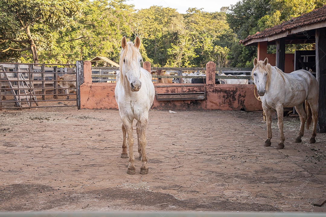 Cavalo animal sobre fazenda