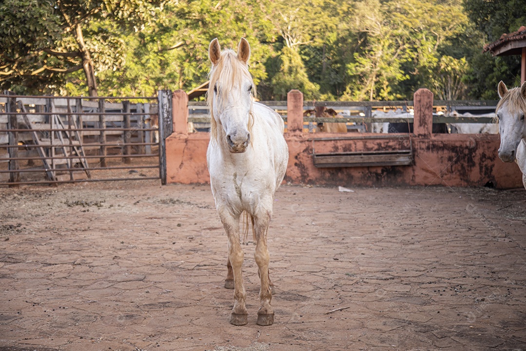 Cavalo animal sobre fazenda