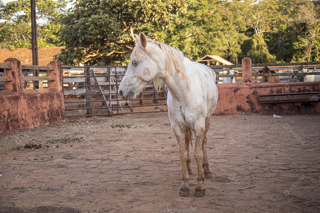 Cavalo animal sobre fazenda