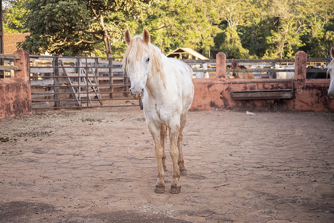 Cavalo animal sobre fazenda