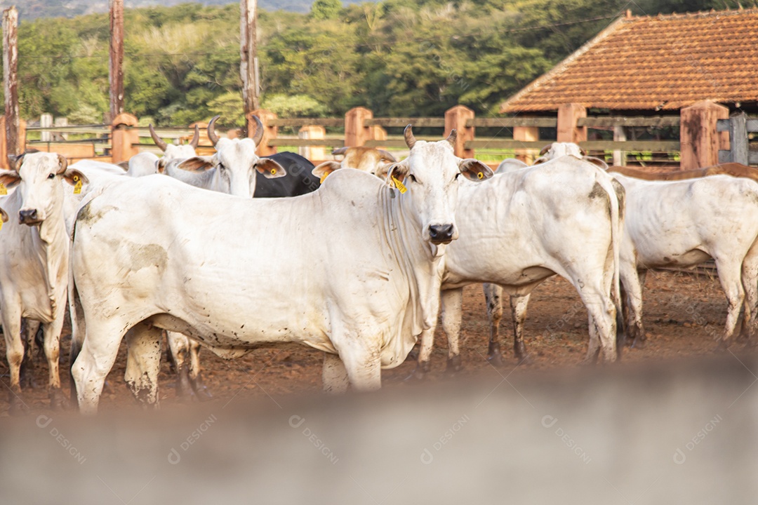Gados sobre fazenda