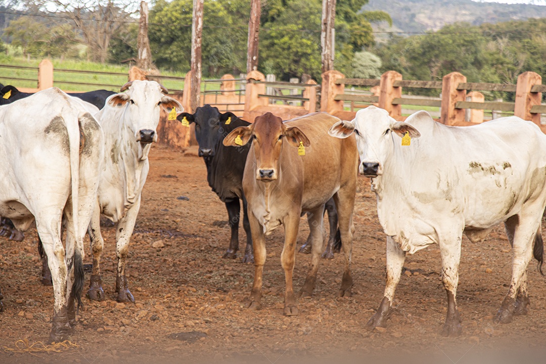 Gados sobre fazenda
