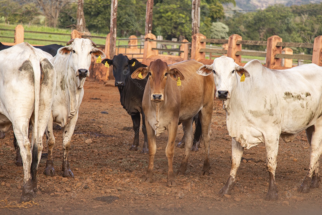 Gados sobre fazenda