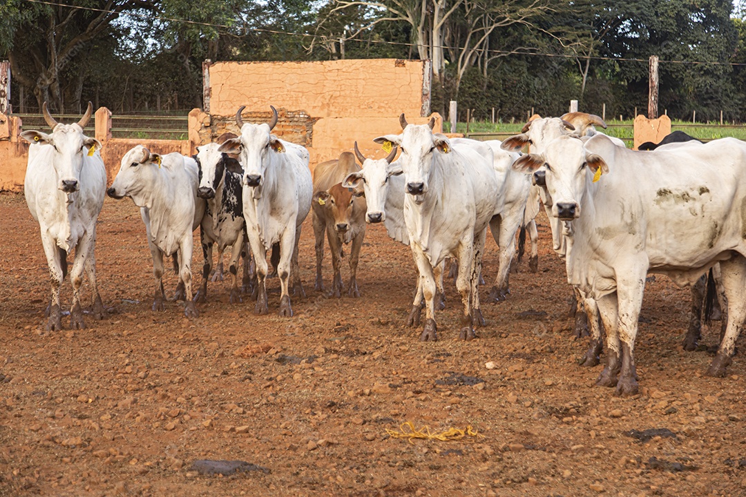 Gados sobre fazenda