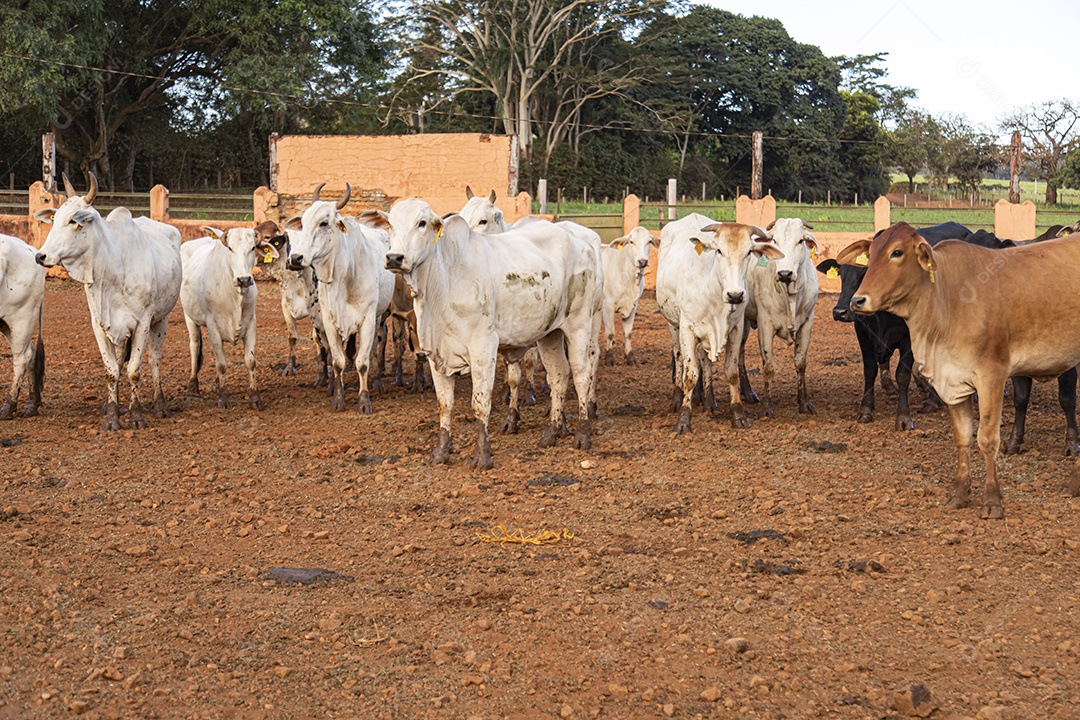 Gados sobre fazenda