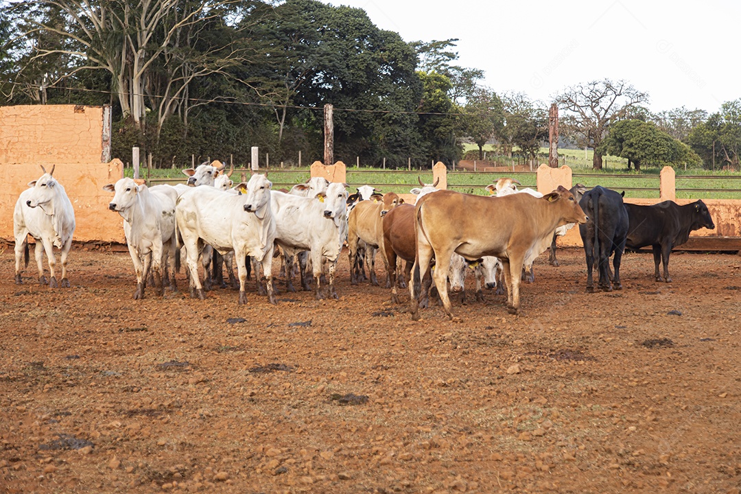 Gados sobre fazenda