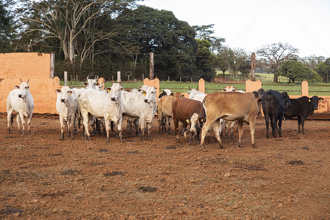 Gados sobre fazenda
