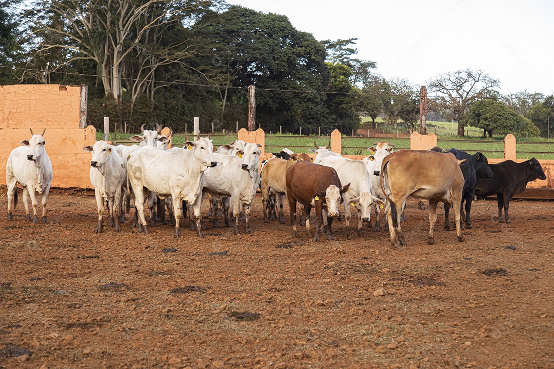 Gados sobre fazenda