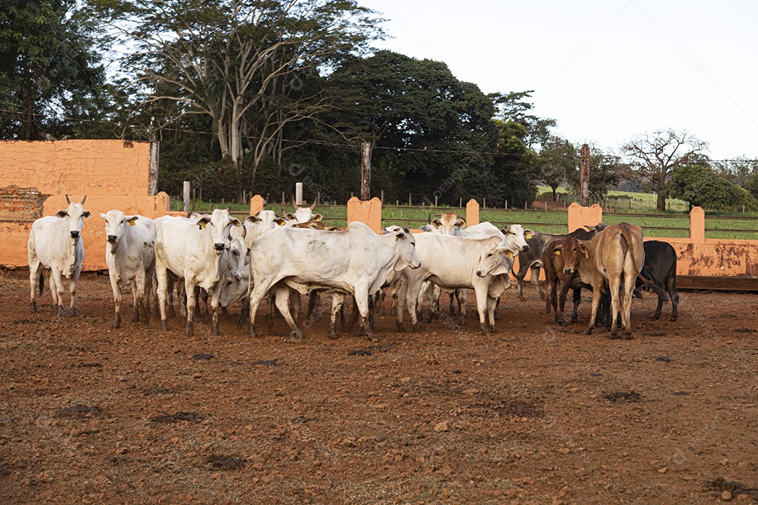 Gados sobre fazenda