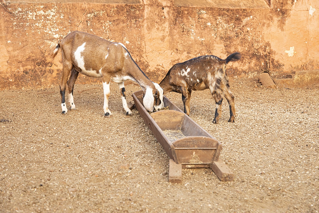 Anglo Nubiana sobre fazenda