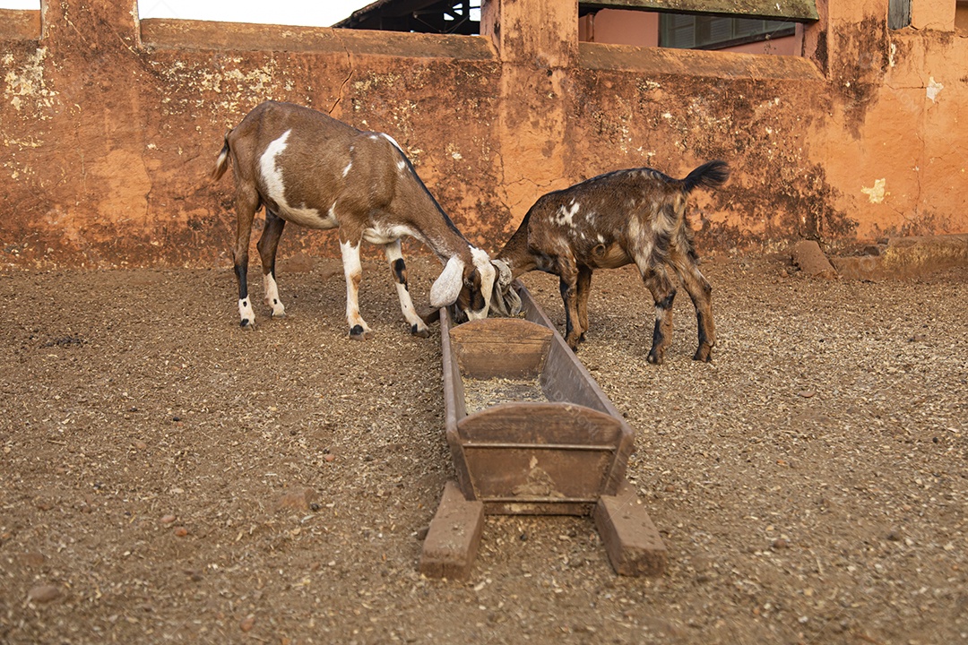 Anglo Nubiana sobre fazenda