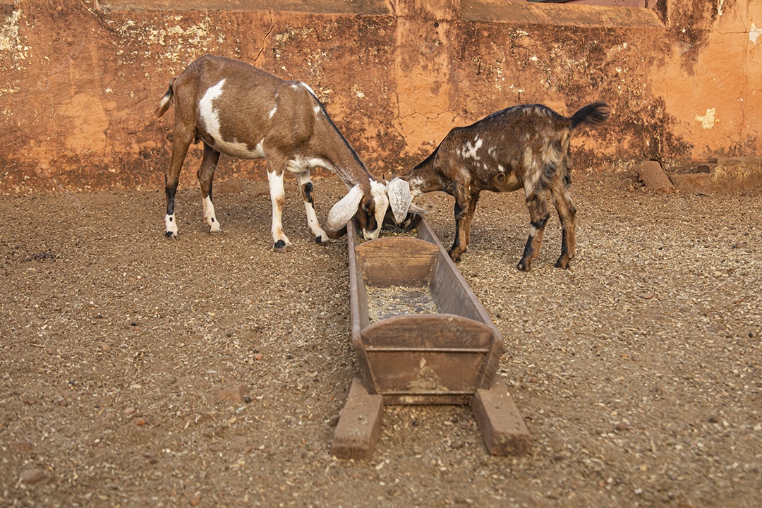 Linda garotinha sobre fazenda