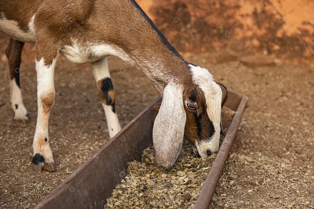 Anglo Nubiana sobre fazenda