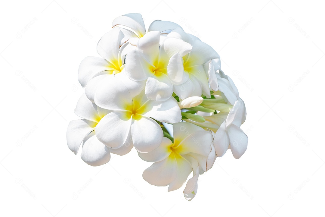 Grupo de flor de frangipani branco, Plumeria, árvore do templo, árvore do cemitério