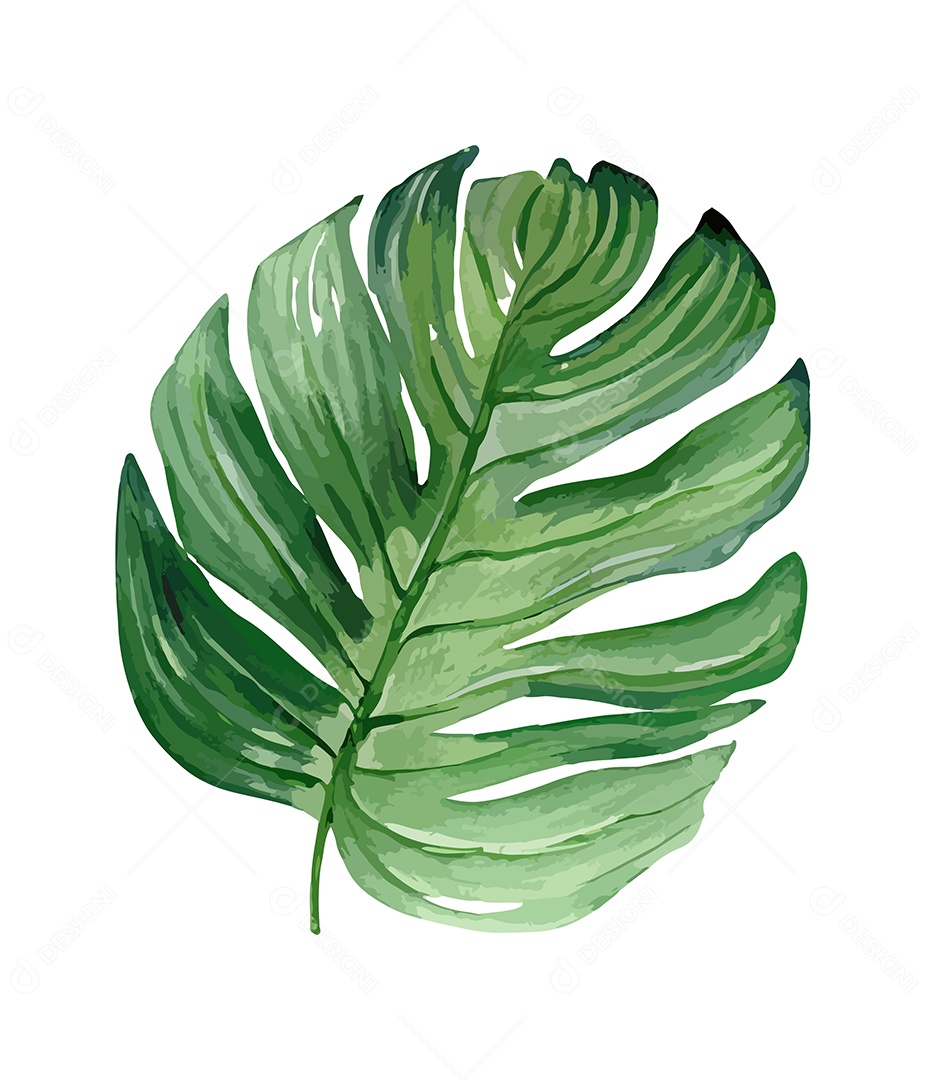 Folha Em De Aquarela Desenhada Á Mão Vetor EPS