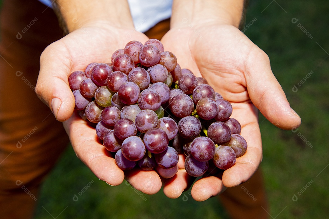 Mãos de pessoas segurando cacho de uvas frescas