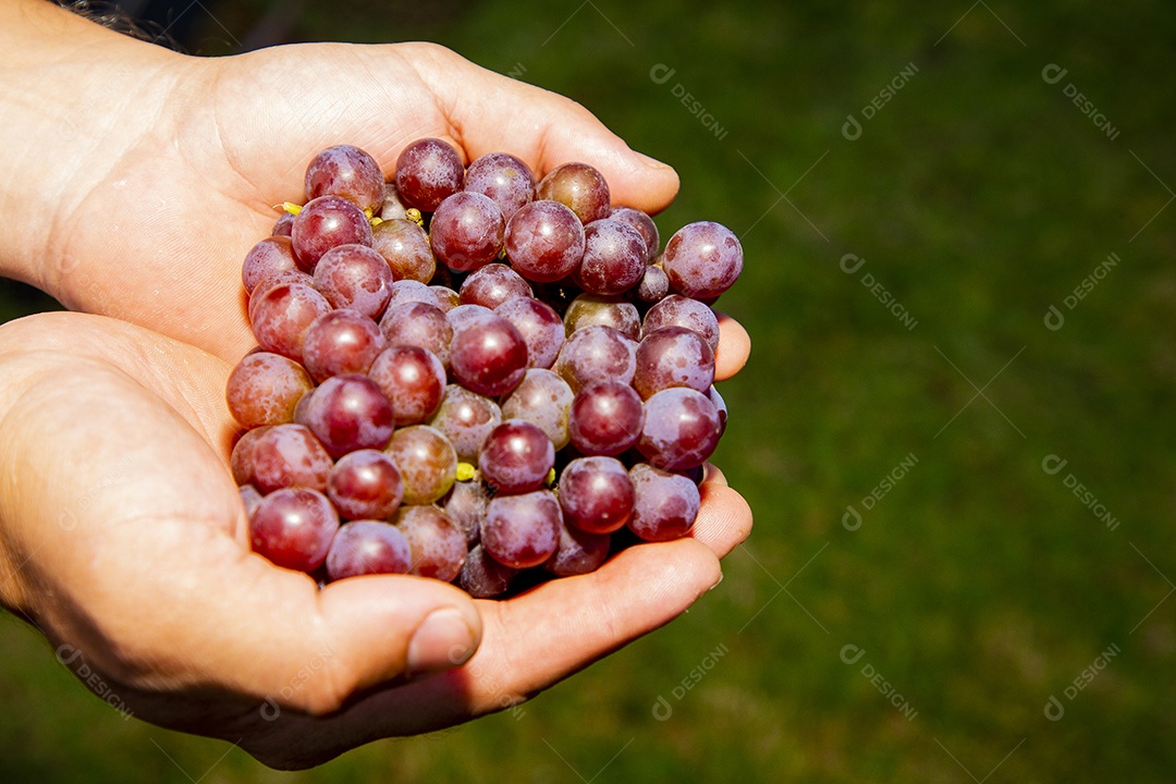 Mãos de pessoas segurando cacho de uvas frescas