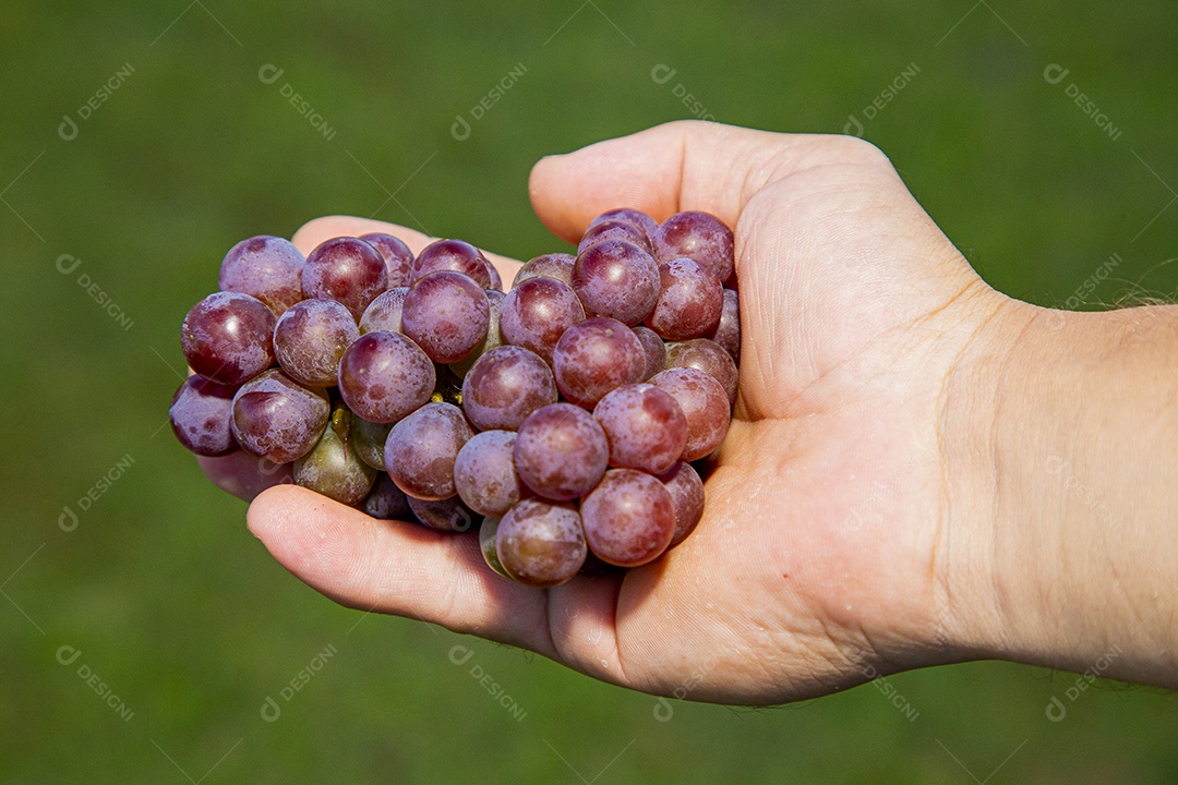 Mãos de pessoas segurando cacho de uvas frescas